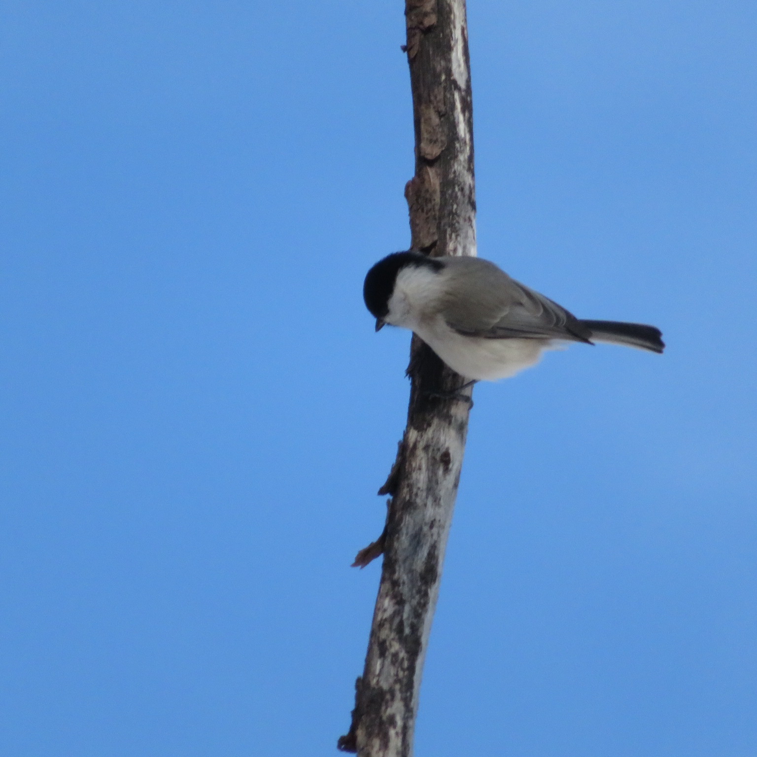 Photo of Marsh Tit at Makomanai Park by xuuhiro