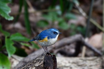 Red-flanked Bluetail 東大阪市 Mon, 1/13/2020