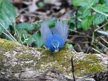 Red-flanked Bluetail 東大阪 Mon, 1/13/2020