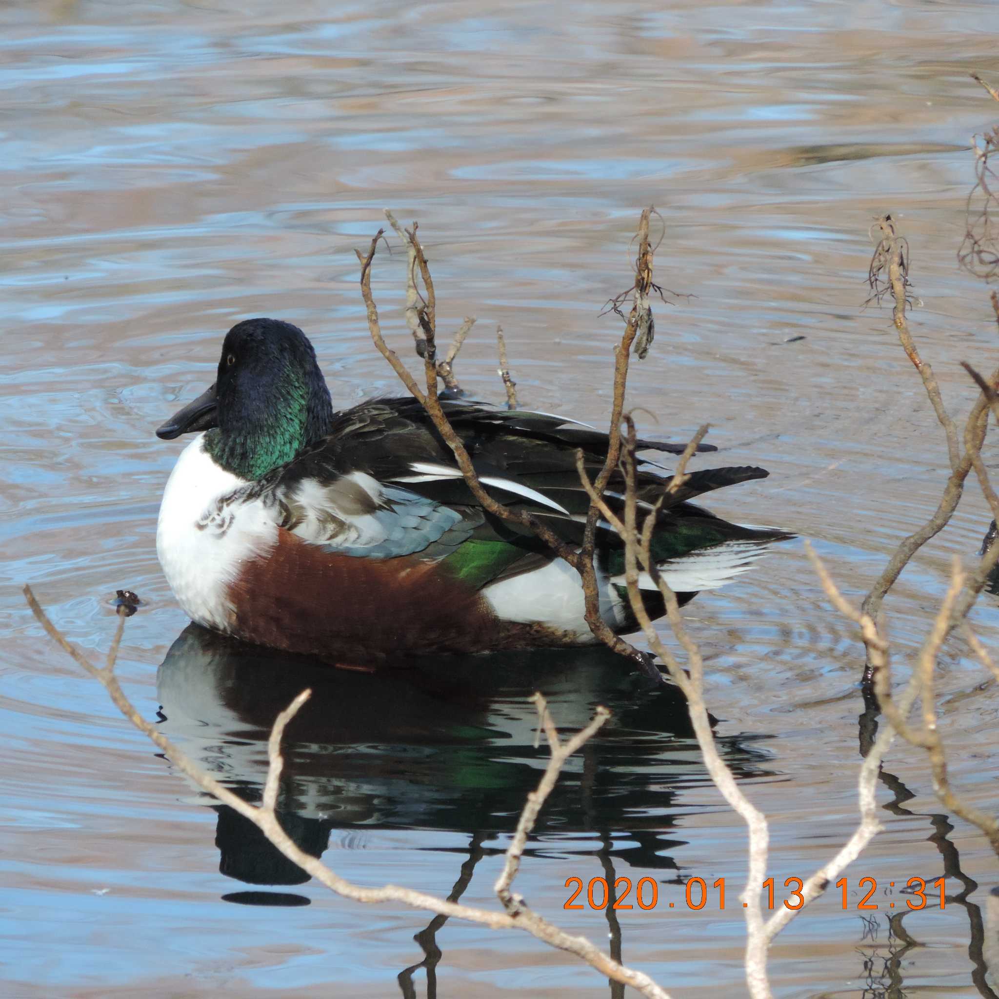 井の頭公園 ハシビロガモの写真 by K2Uchihira