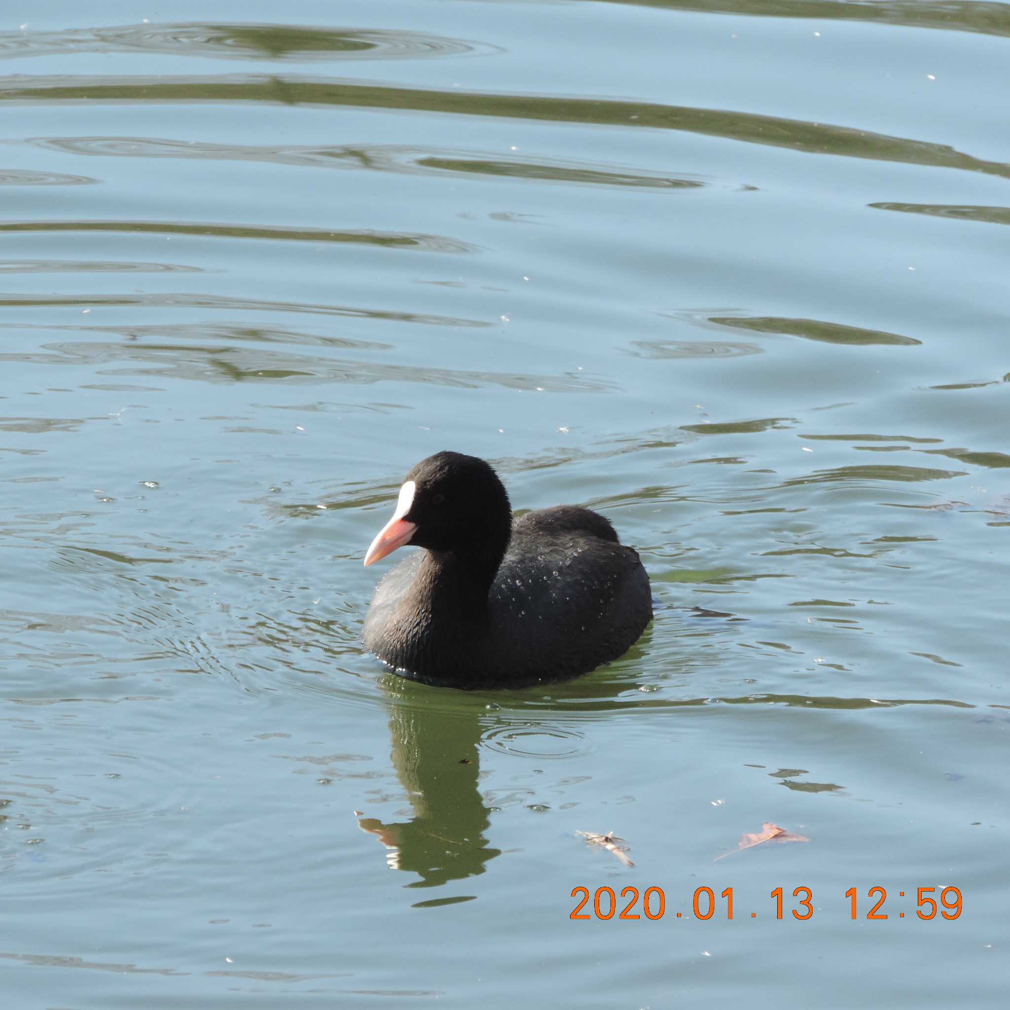 井の頭公園 オオバンの写真 by K2Uchihira