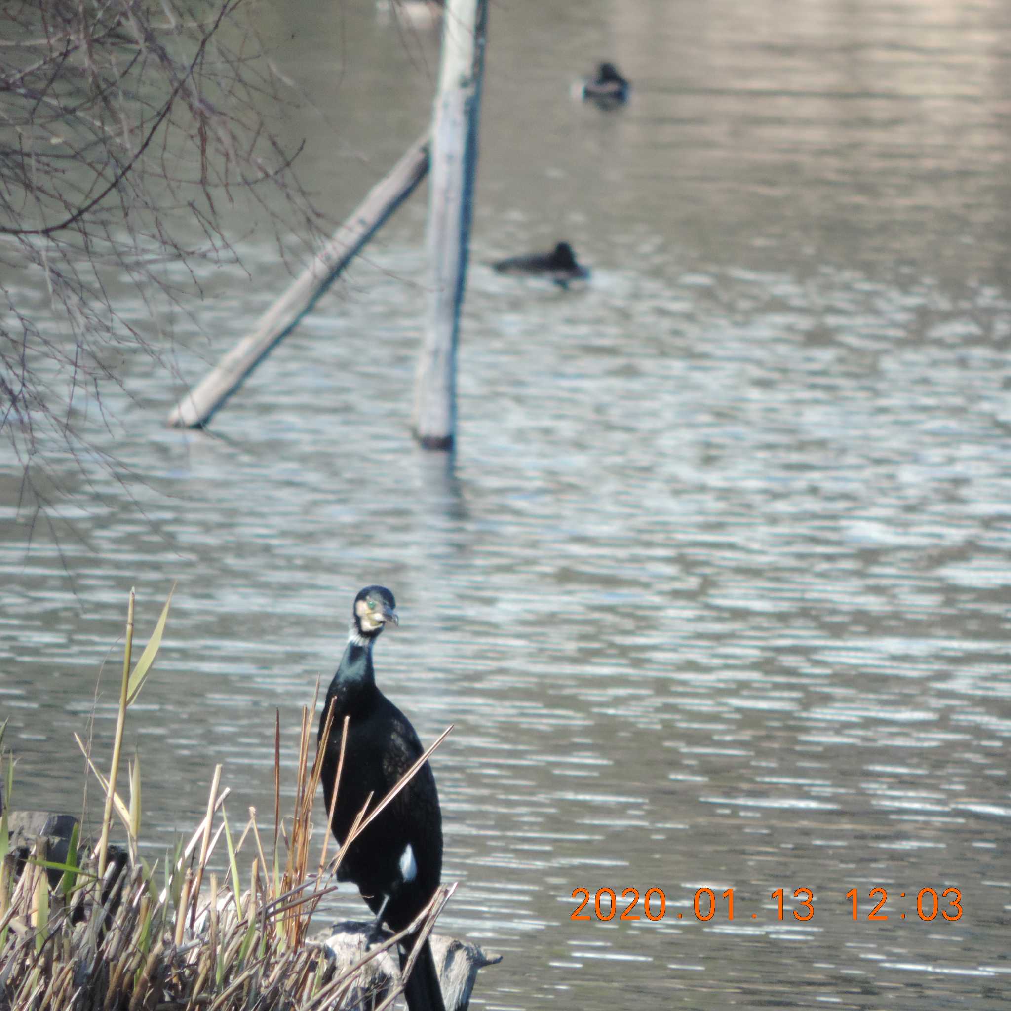 井の頭公園 カワウの写真 by K2Uchihira