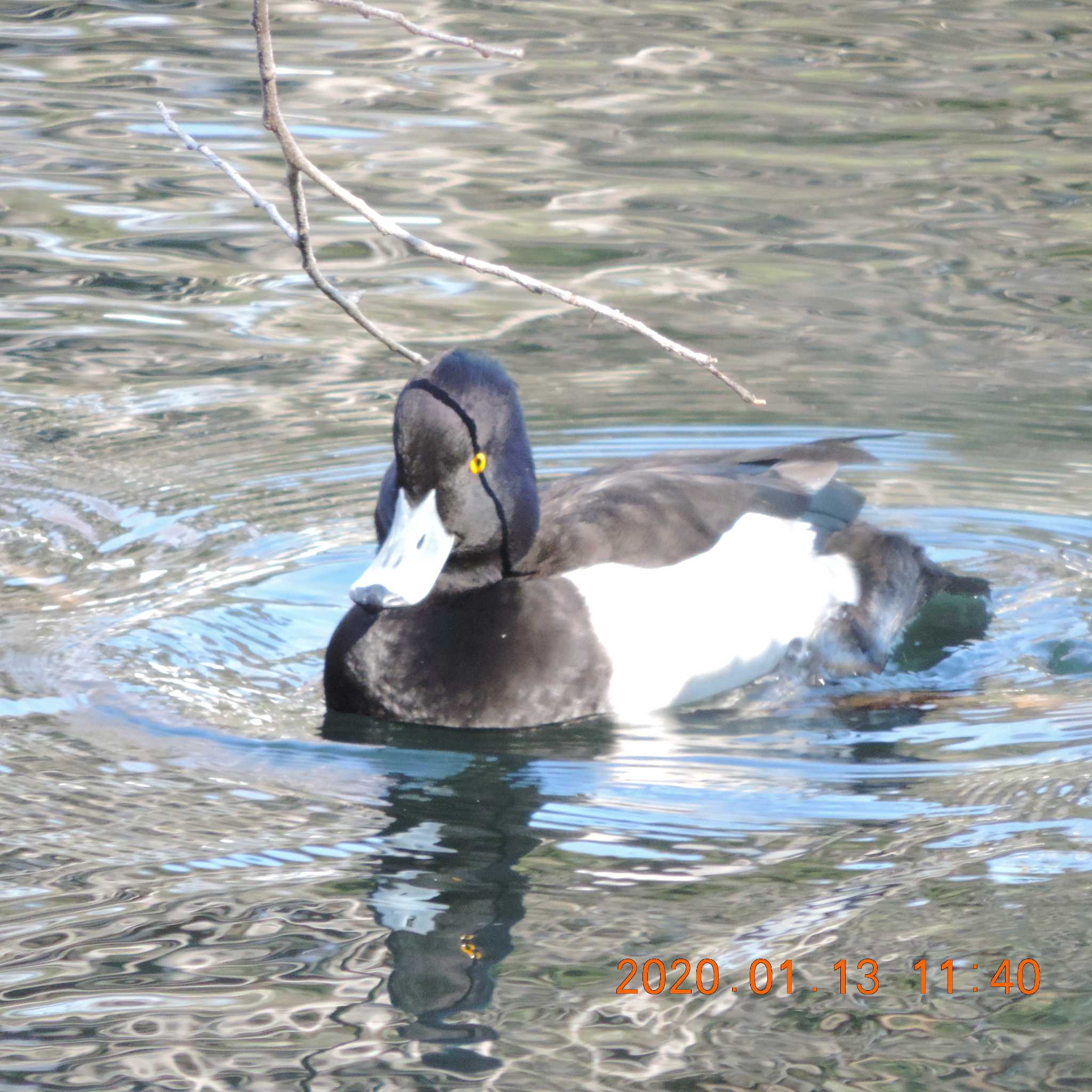 井の頭公園 キンクロハジロの写真 by K2Uchihira