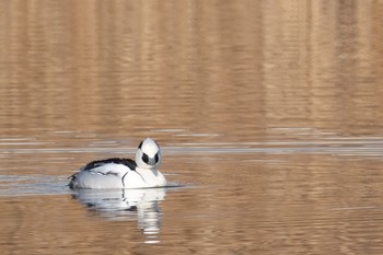 2020年1月13日(月) 新横浜公園の野鳥観察記録