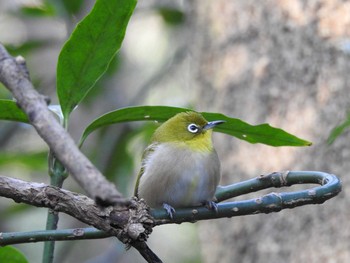 2020年1月12日(日) 明治神宮の野鳥観察記録