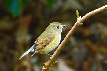 ルリビタキ 舞岡公園 2020年1月11日(土)