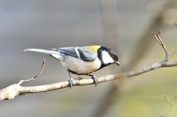 Japanese Tit Maioka Park Sat, 1/11/2020