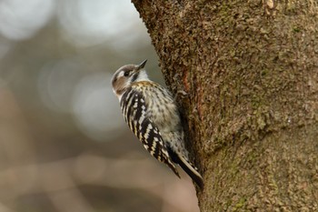 Japanese Pygmy Woodpecker Maioka Park Sat, 1/11/2020
