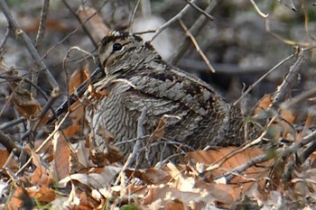 Eurasian Woodcock Maioka Park Sat, 1/11/2020