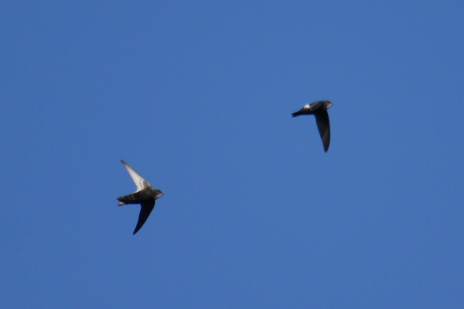 Photo of House Swift at 多摩川二ヶ領上河原堰 by さすらう葦