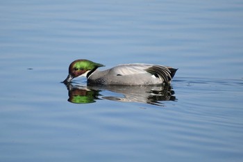 2020年1月13日(月) 多摩川二ヶ領上河原堰の野鳥観察記録