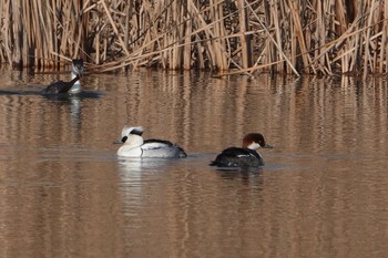 2020年1月13日(月) 新横浜公園の野鳥観察記録