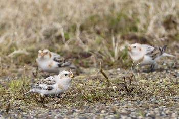 Snow Bunting Unknown Spots Unknown Date