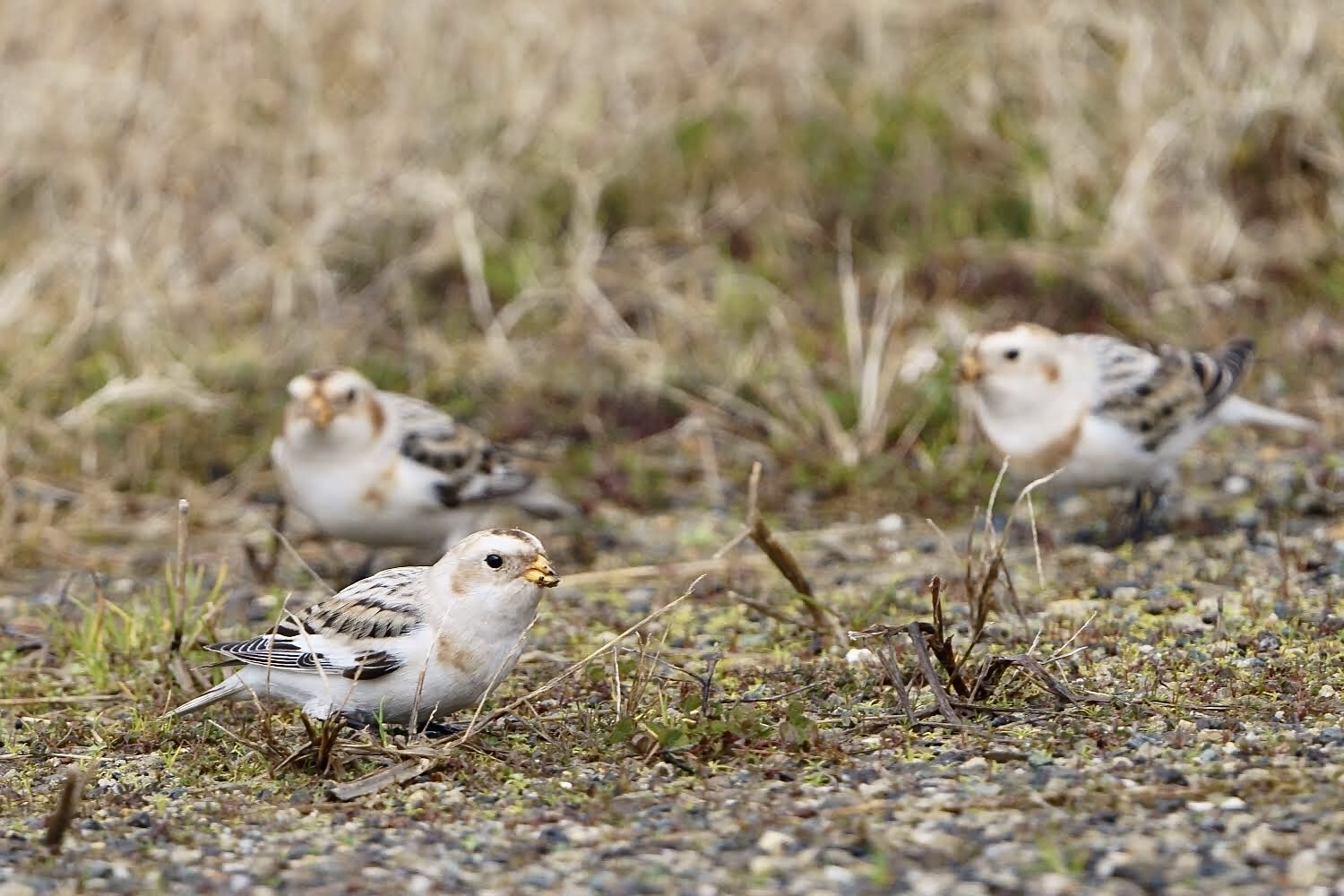 Photo of Snow Bunting at  by 倶利伽羅