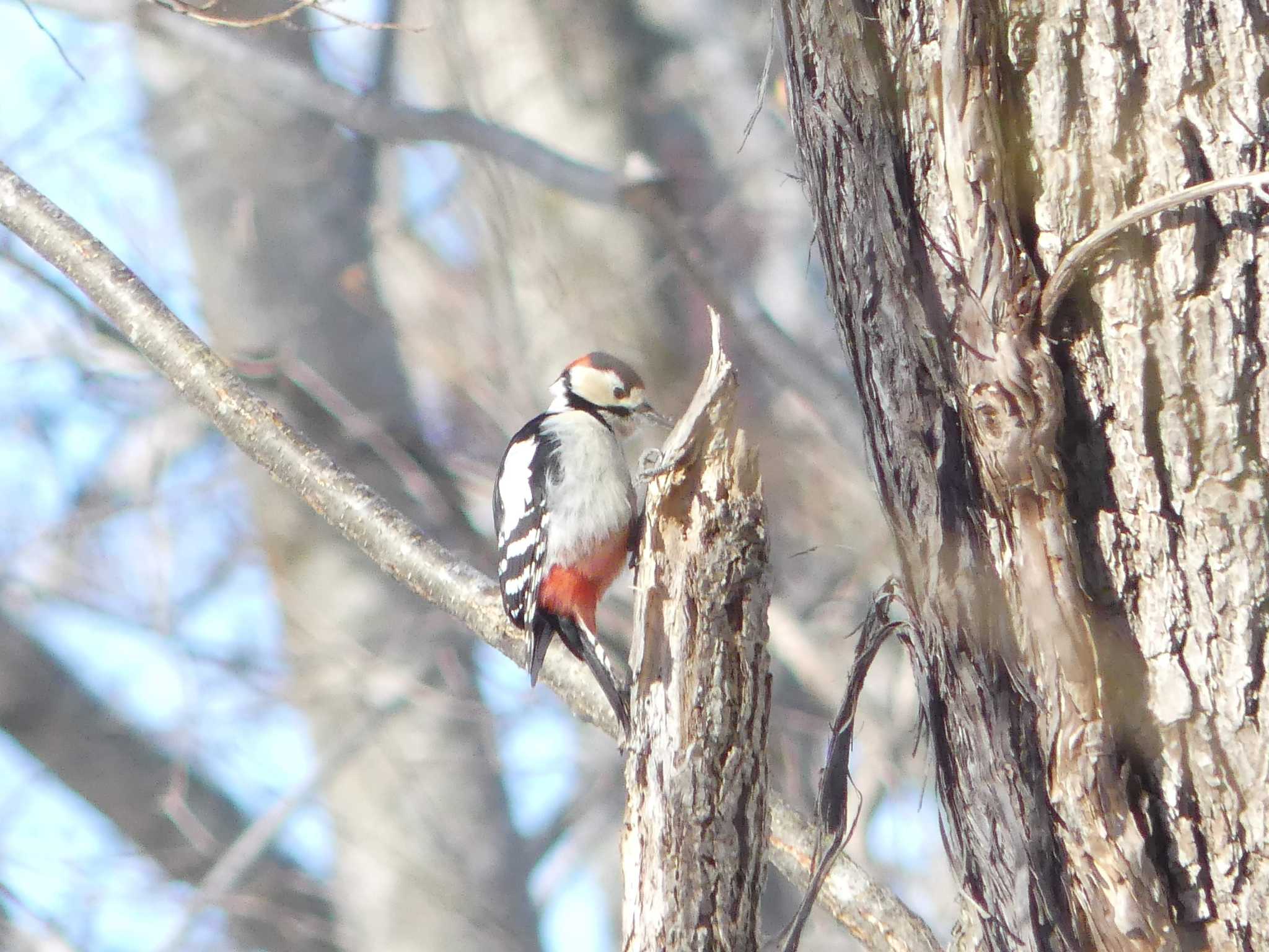 Great Spotted Woodpecker(japonicus)