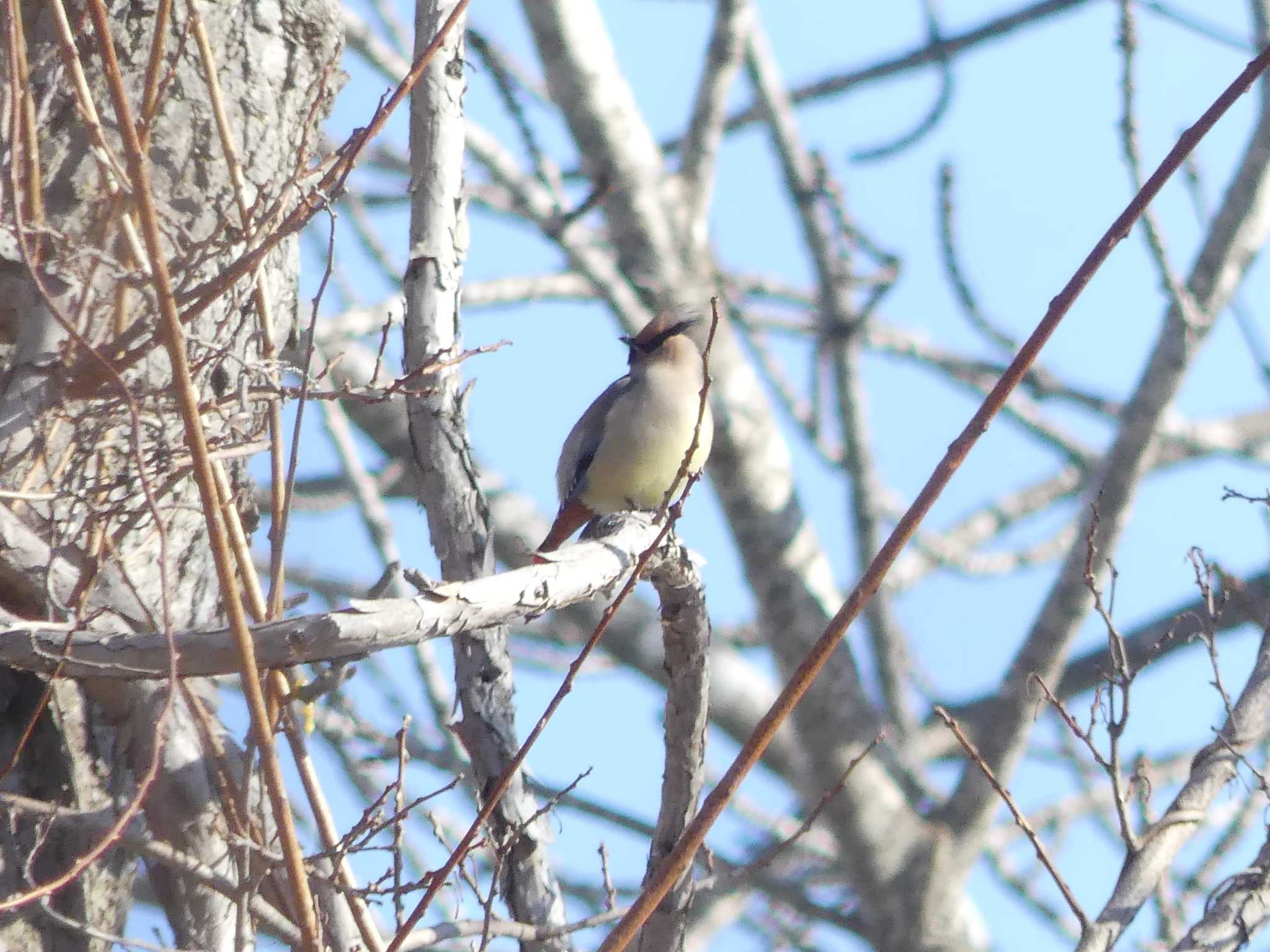 Japanese Waxwing