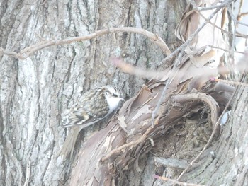 Eurasian Treecreeper(daurica) 野幌森林公園 Mon, 1/13/2020