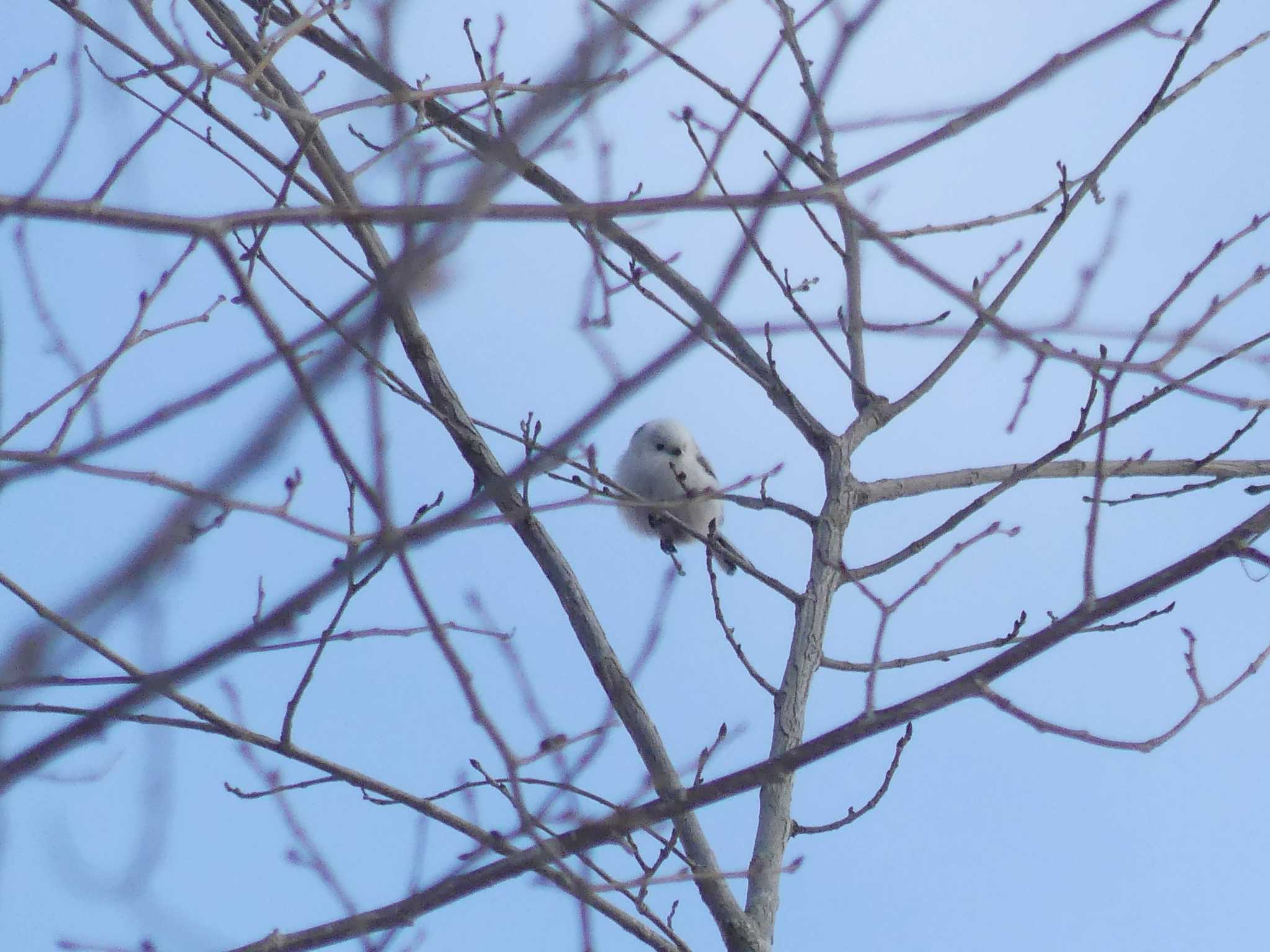 2020年1月13日(月) 野幌森林公園の野鳥観察記録 by 酔いちくれ | ZooPicker