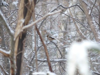 2020年1月13日(月) 野幌森林公園の野鳥観察記録