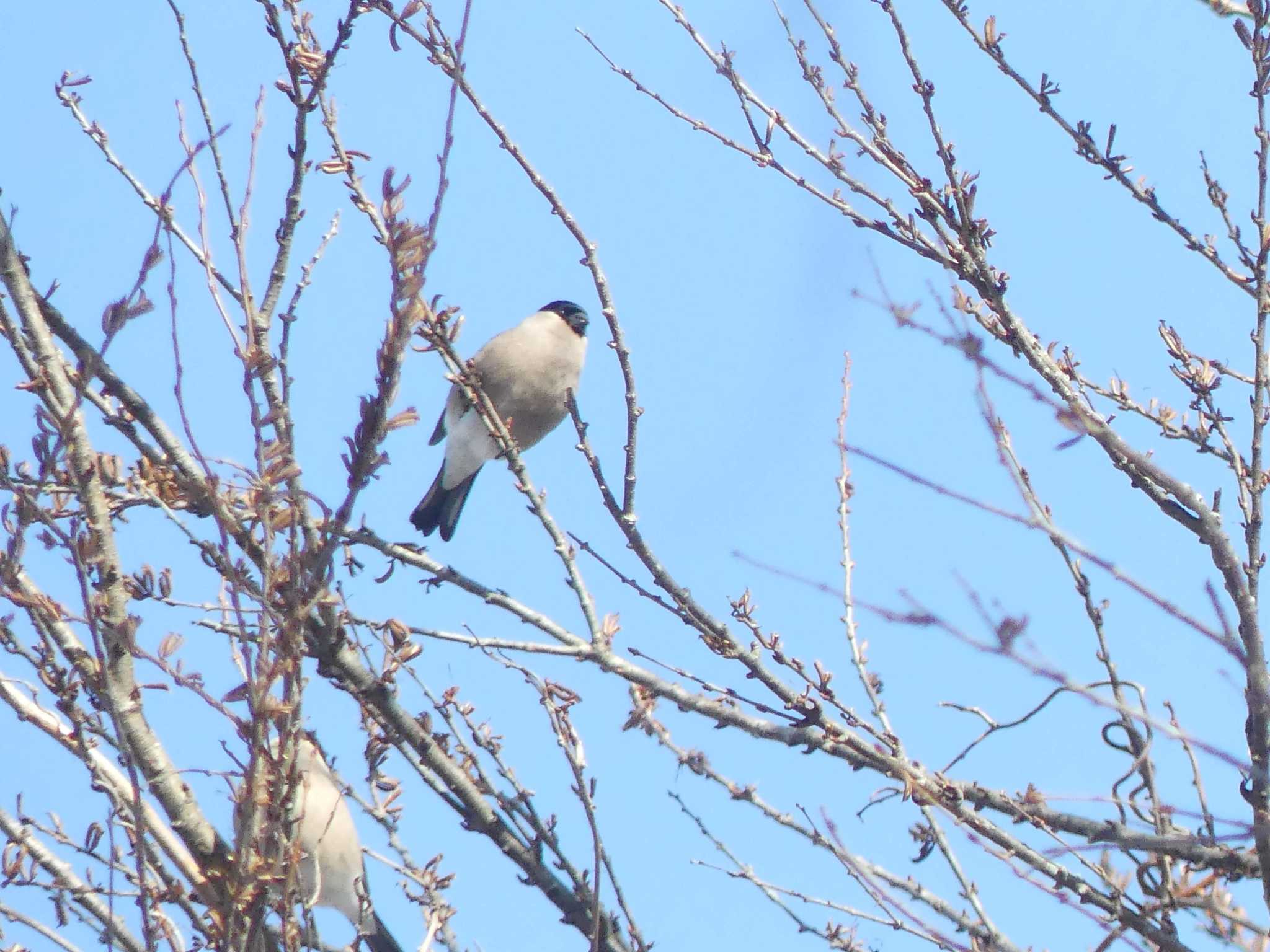 2020年1月13日(月) 野幌森林公園の野鳥観察記録 by 酔いちくれ | ZooPicker