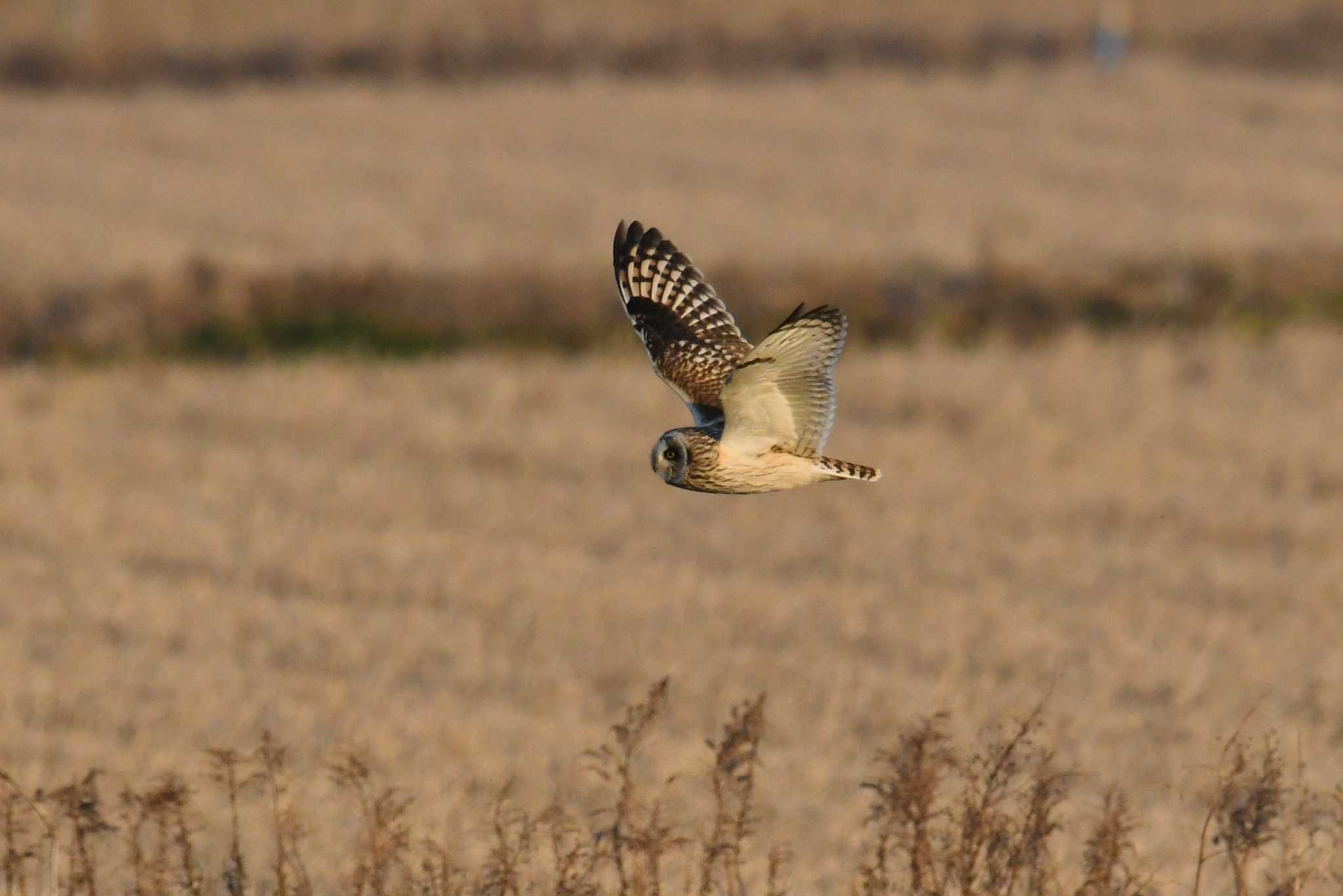 千葉県 コミミズクの写真 by あひる