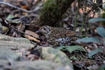 Russet-tailed Thrush O'Reilly's Rainforest Retreat Sat, 12/28/2019