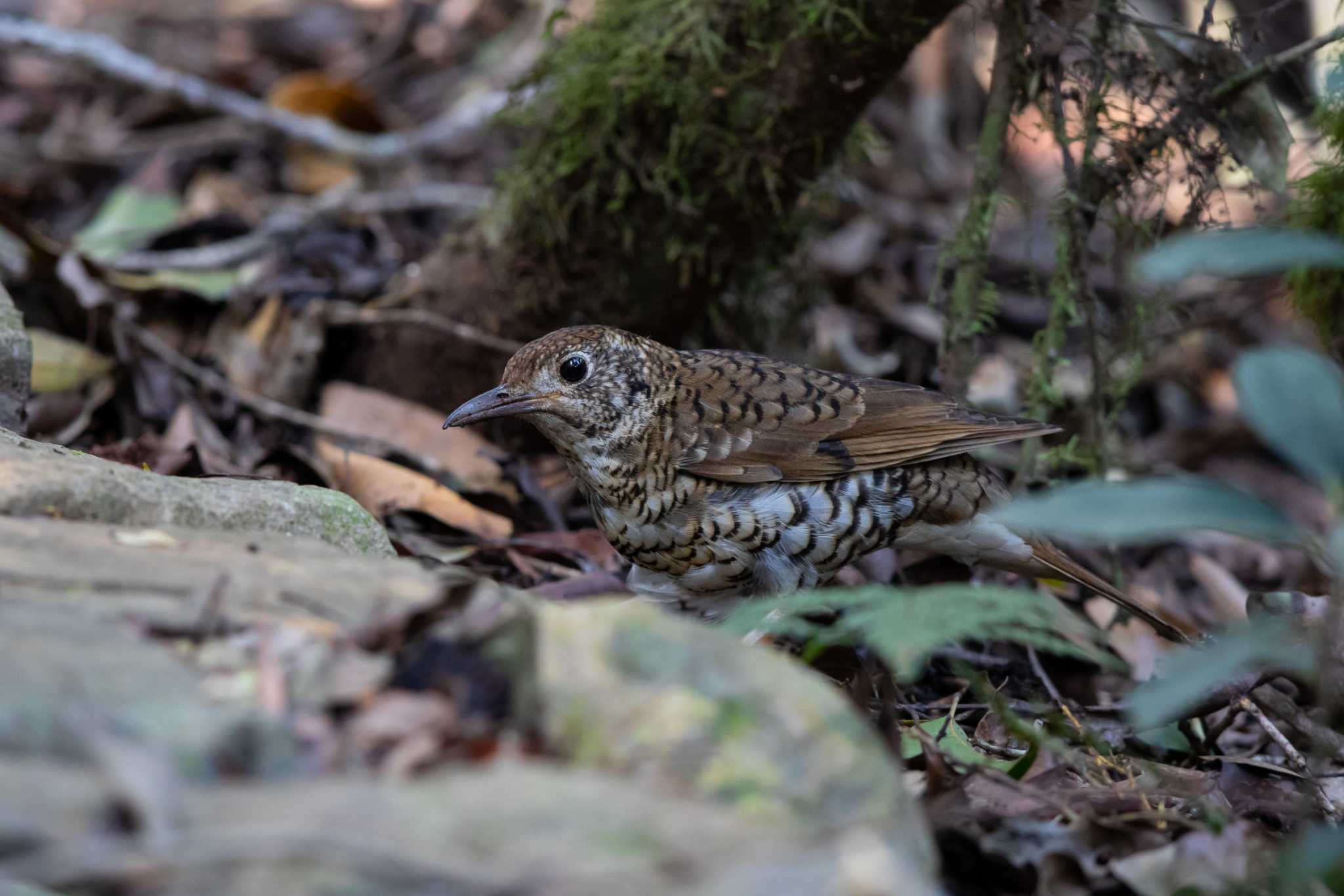 Photo of Russet-tailed Thrush at O'Reilly's Rainforest Retreat by Trio