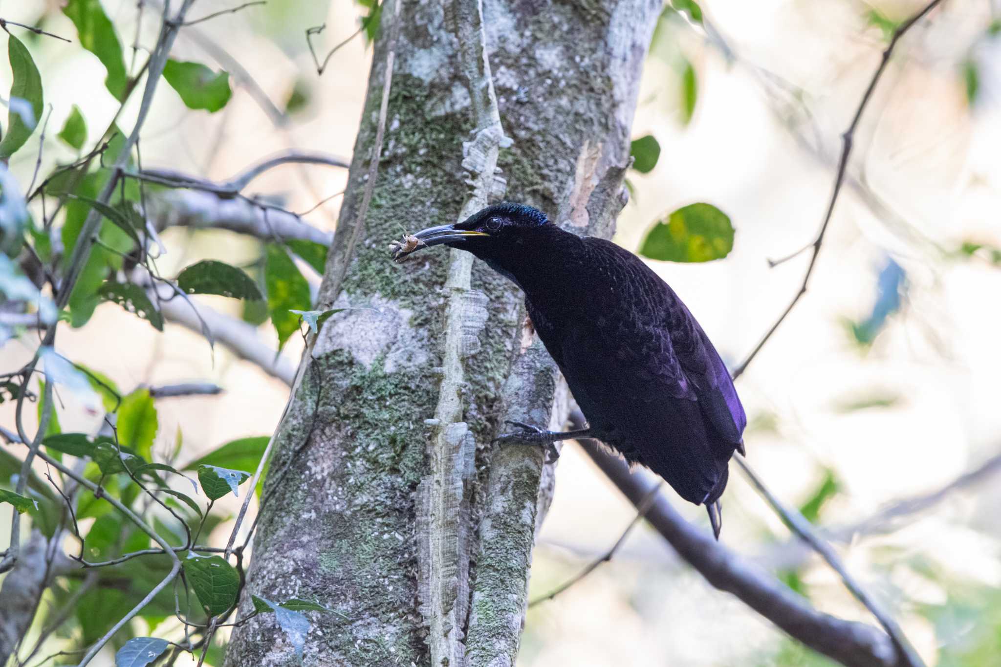 Photo of Paradise Riflebird at O'Reilly's Rainforest Retreat by Trio