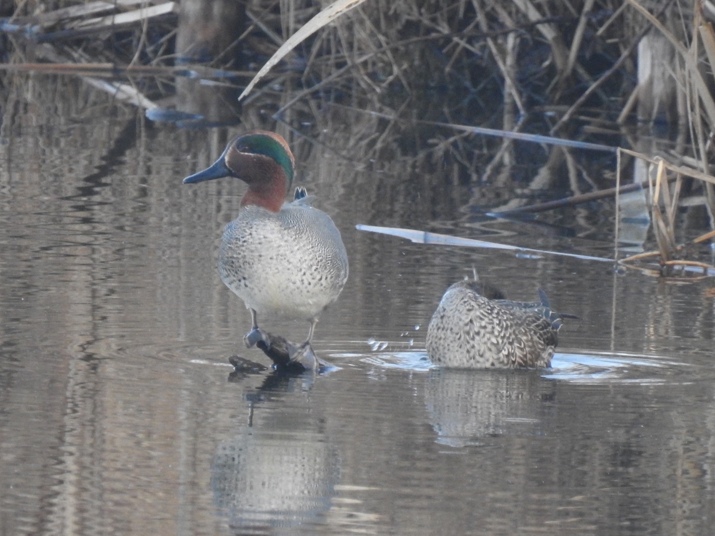 Photo of Eurasian Teal at 乙戸沼 by da