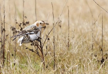 Snow Bunting Unknown Spots Unknown Date