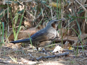 Brown-eared Bulbul 知多市 Mon, 1/13/2020