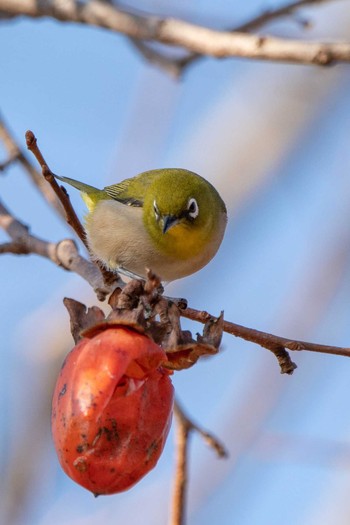 Warbling White-eye 馬見丘陵公園 Mon, 1/13/2020