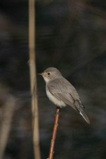 Taiga Flycatcher