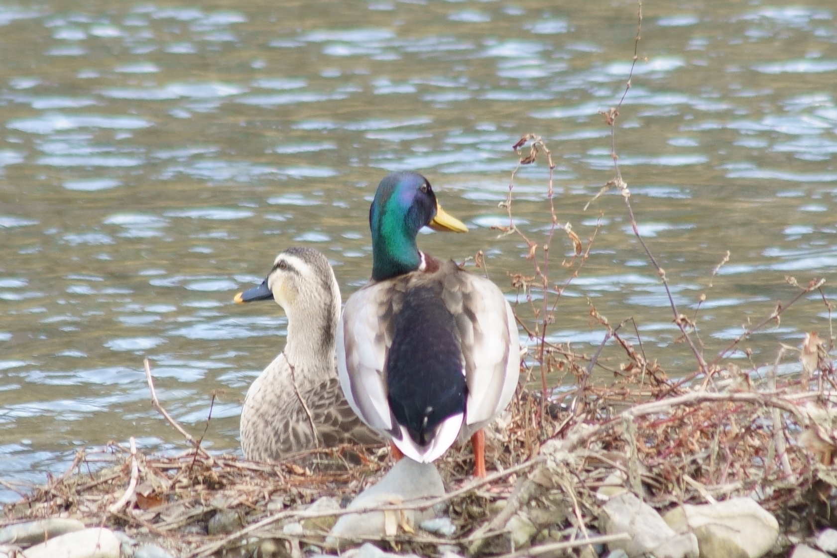 鴨川 マガモの写真 by nearco