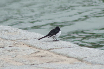 Japanese Wagtail 鴨川 Fri, 1/10/2020