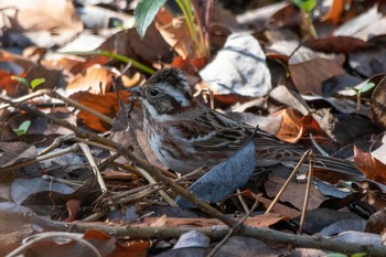 Rustic Bunting 馬見丘陵公園 Mon, 1/13/2020