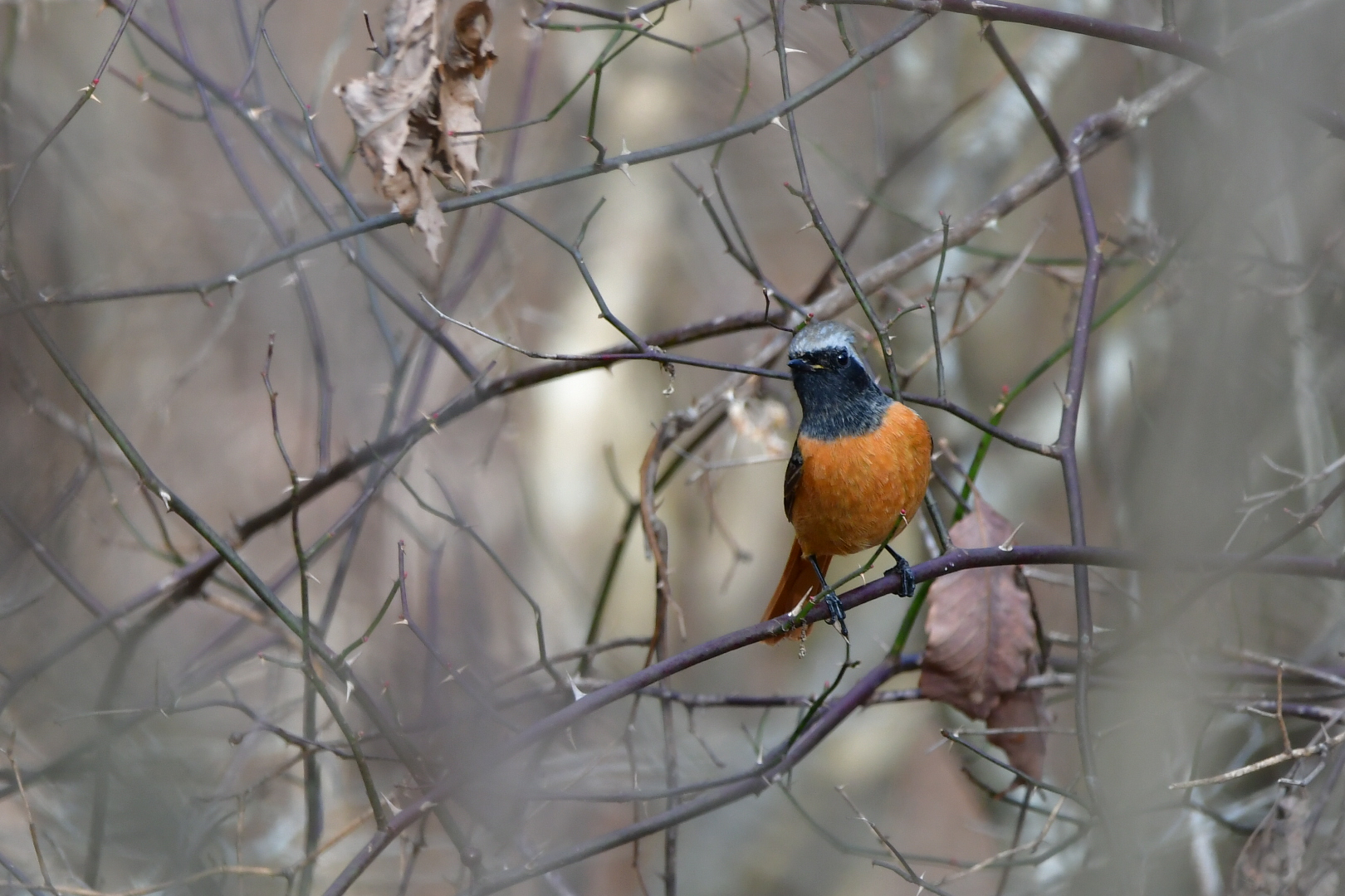 Photo of Daurian Redstart at 御胎内清宏園 by Tsunomill