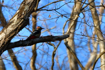 Great Spotted Woodpecker 御胎内清宏園 Sat, 1/11/2020