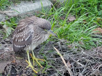 Black-crowned Night Heron Unknown Spots Mon, 1/13/2020