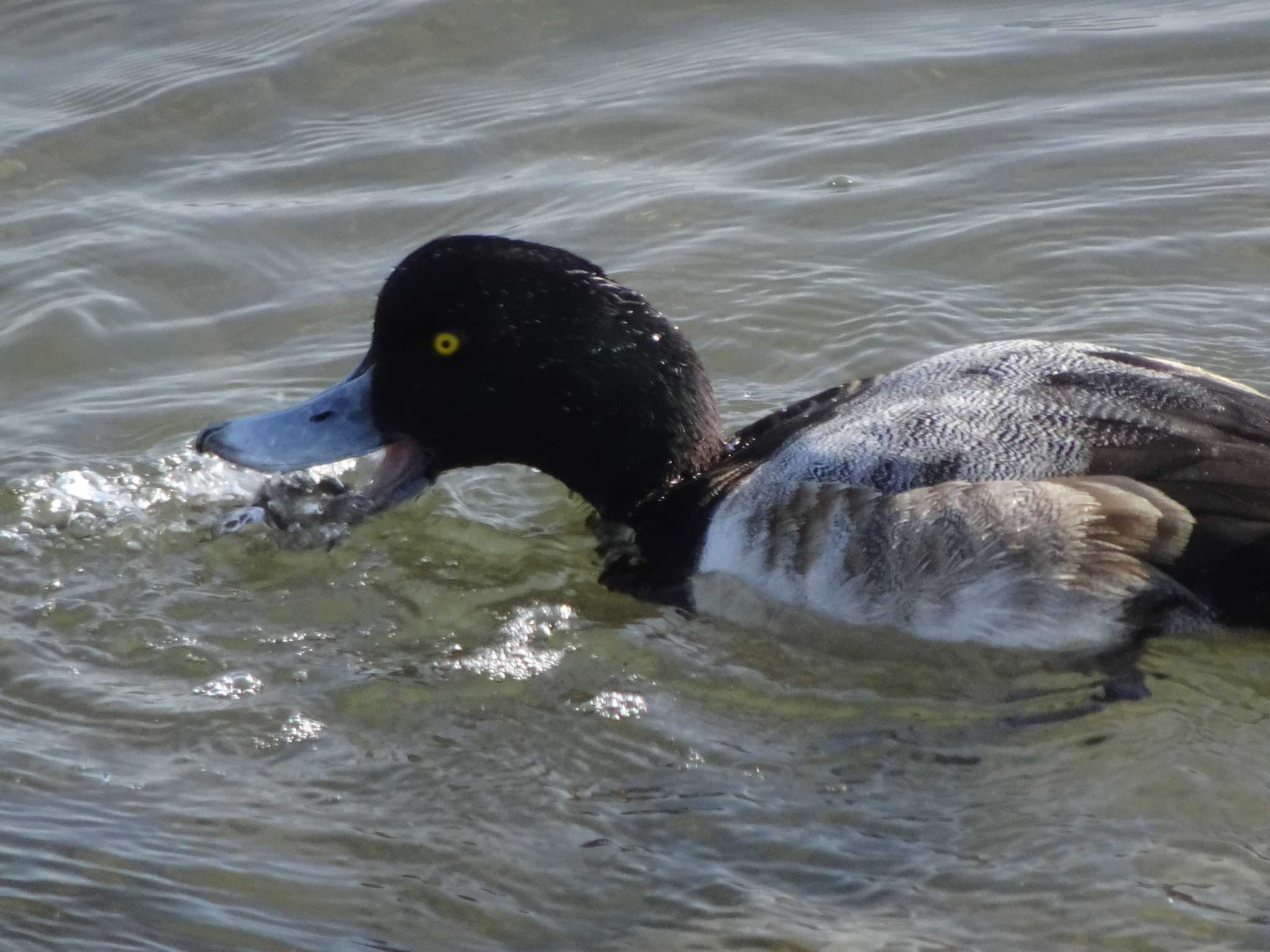 葛西臨海公園 スズガモの写真 by Kozakuraband