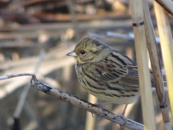 2020年1月13日(月) 葛西臨海公園の野鳥観察記録