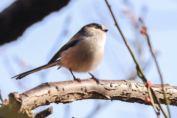 エナガ 百草園 2020年1月13日(月)