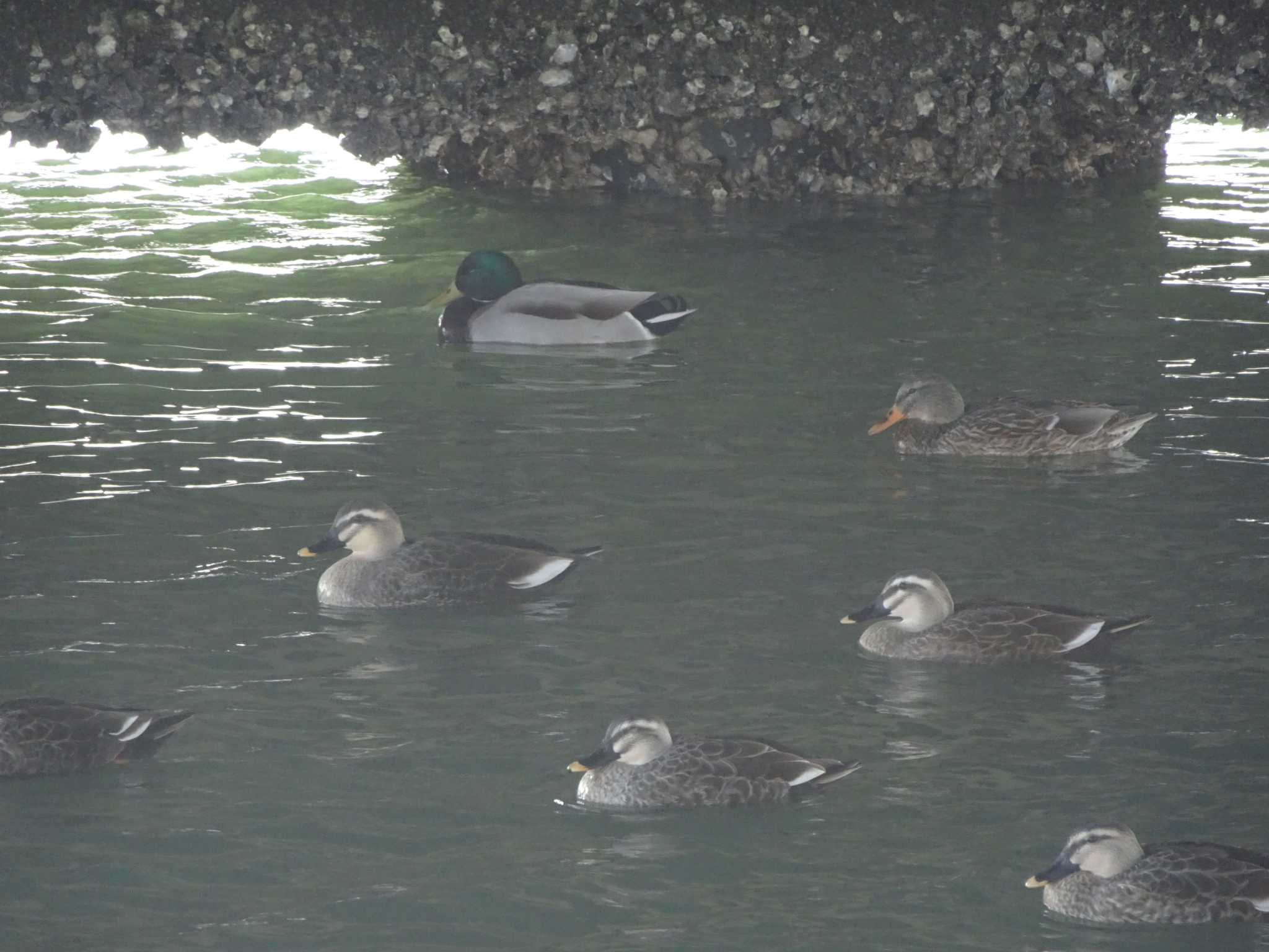 葛西臨海公園 マガモの写真 by Kozakuraband