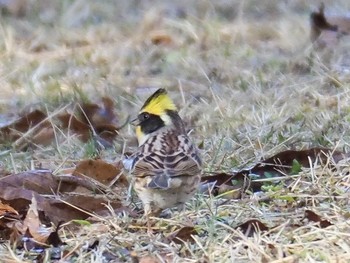 Yellow-throated Bunting 瑞浪市 Fri, 12/13/2019