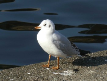 Black-headed Gull 矢上川 Mon, 1/13/2020