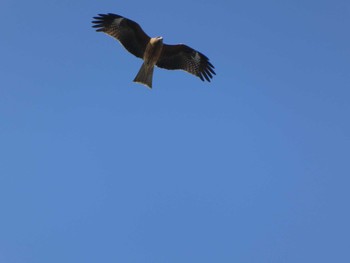 Black Kite 鶴見川 Mon, 1/13/2020