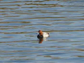 Common Pochard 鶴見川 Mon, 1/13/2020