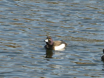 Tufted Duck 鶴見川 Mon, 1/13/2020