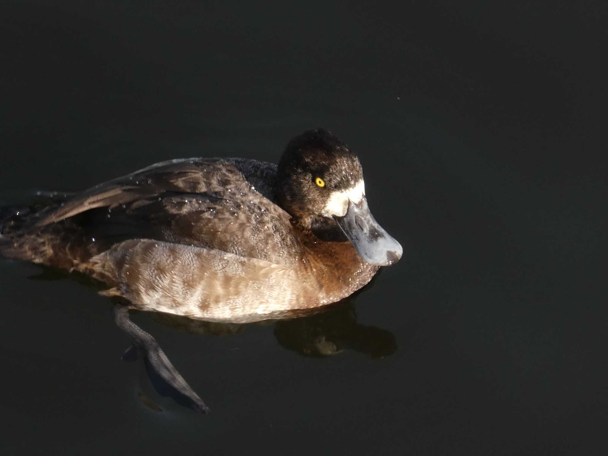 三ッ池公園 スズガモの写真 by Mr.Quiet