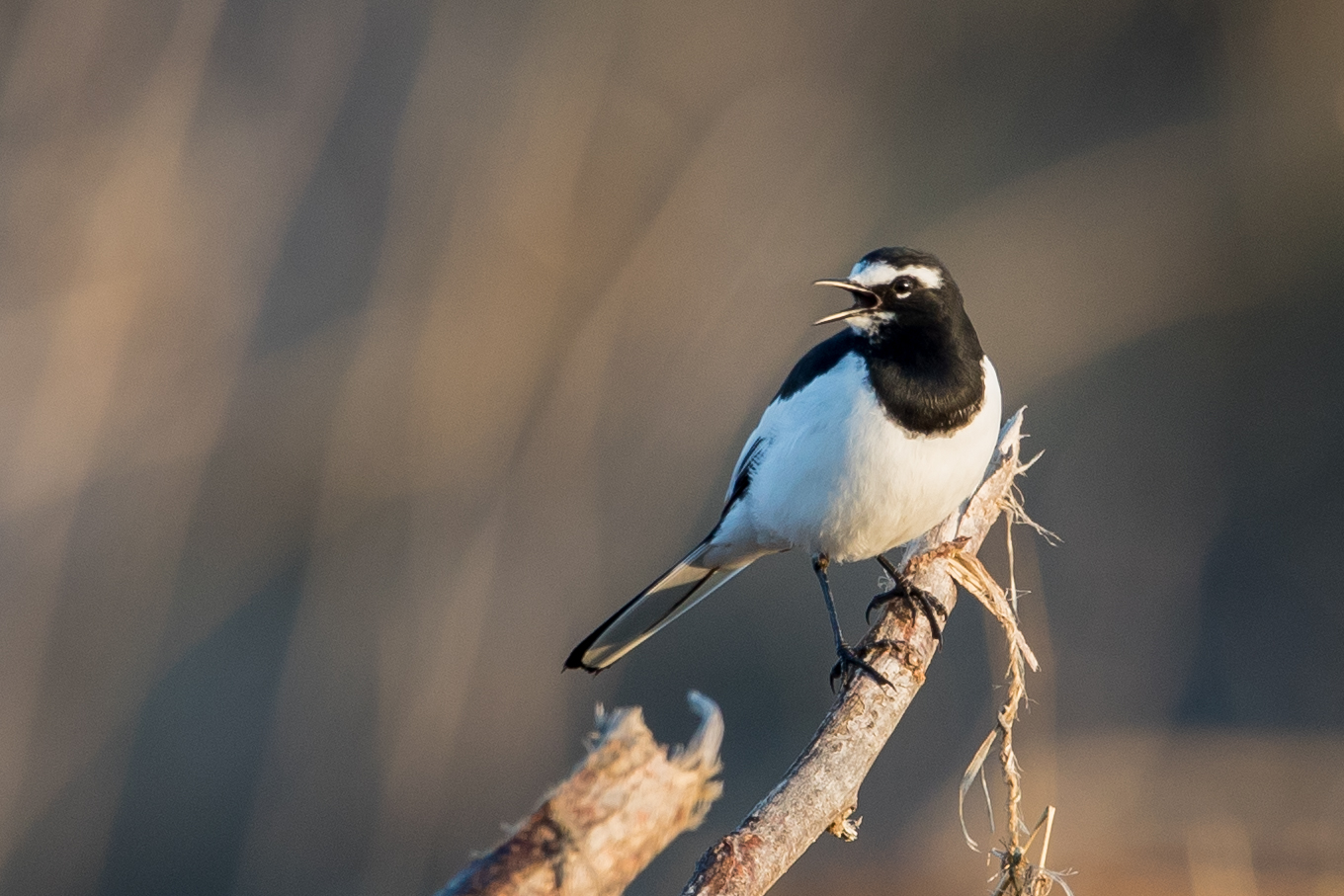 Photo of Wagtail at 多摩川 by 子宝貧乏